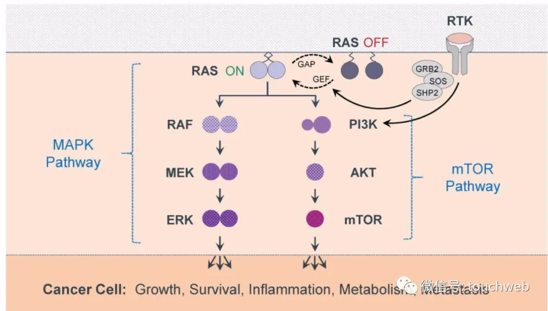 Immuneering�_�����ɣ��Mļ�Y1�|��Ԫ ·��PPT�ع�