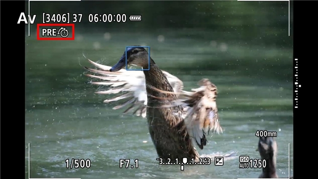 ����� ���ɿ� ����EOS R1 Ver1.1.2�̼��w��u�y