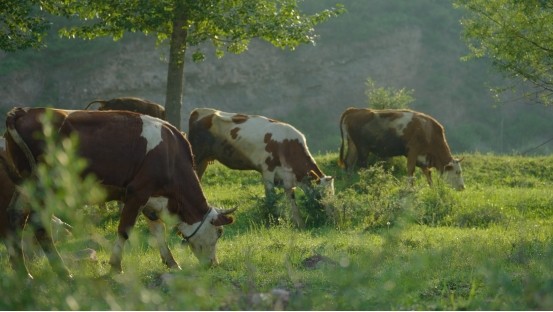 �����ţ��Ʒ�ưl(f��)չ���ġ���ƪ��뢮��l(xi��ng)�����d�D��